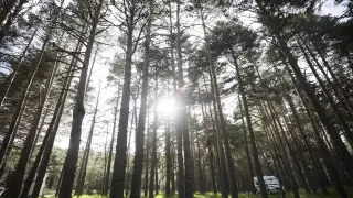 Bosque de pinos en el municipio de Bronchales.