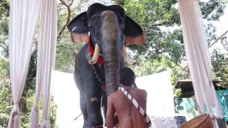 Un templo hindú usa elefante robótico para evitar crueldad con los animales.