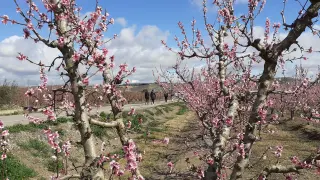Frutales florecidos en la comarca del Bajo Cinca.