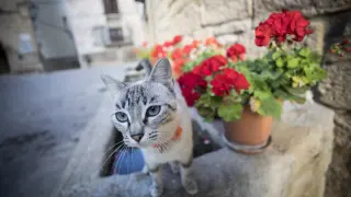 Flores y un gato en Belmonte de San José. Recurso. gsc
