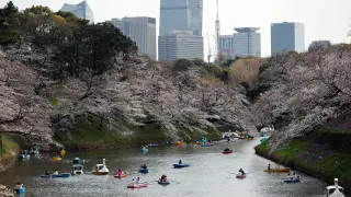 Los visitantes recorren el parque Chidorigafuchi en Tokio para ver la floración de los cerezos