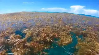 Una macro alga flotante en descomposición amenaza las costas de Florida y México