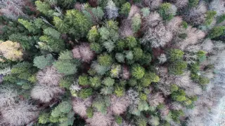 Imagen del estudio realizado sobre unas parcelas de masas boscosas que se revisan cada diez años.