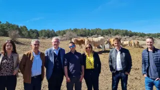 Visita a una explotación de ganado vacuno, de raza Pirenaica, en Cedrillas (Teruel).