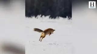 Sorprendente forma de cazar de un zorro en la nieve