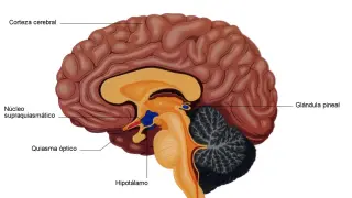 grafico cerebro