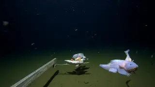 Un solitario pez fue captado por una cámara submarina a 8.336 metros de profundidad.