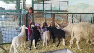 Varias niñas, ayer junto a unas ovejas en la granja escuela.