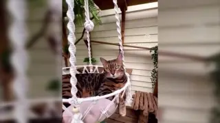 El paraíso de los gatos dentro de una casa