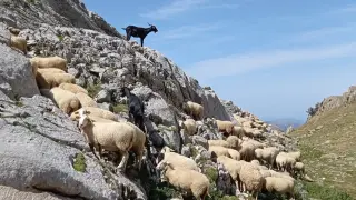 rebaño de ovejas y cabras
