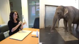 La elefanta 'pelaplátanos' más rápida que tú