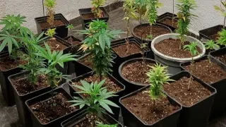 Plantación 'indoor' de marihuana