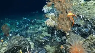 Descubren un nuevo coral a 500 metros de profundidad frente a Ecuador