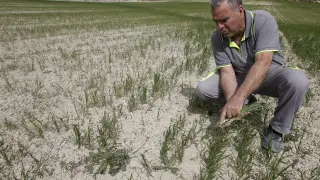 Un agricultor muestra los efectos devastadores de la sequía sobre su plantación de cereal en Alicante.