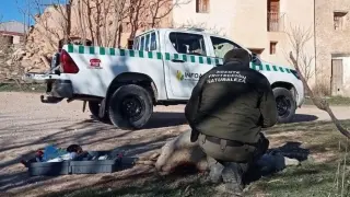 Un agente de protección de la naturaleza recoge muestra de una res atacada por lobos en Alcañiz.