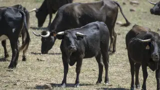 Ganadería de toros de lidia en el término de Bailén, en Jaén, con poco pasto debido a la sequía.