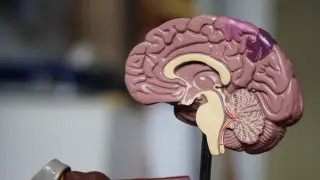 Maqueta de un cerebro