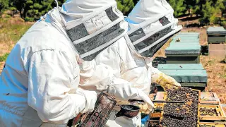 Vicente y Alberto López, trabajan con sus abejas en las colmenas que tienen en Calatayud.