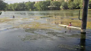 Navegando entre macrófitos, más conocidos como algas, por el río Ebro a su paso por Zaragoza este lunes pasado.