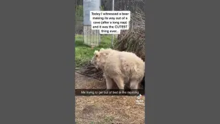 Vídeo de un oso que se despierta de su larga siesta