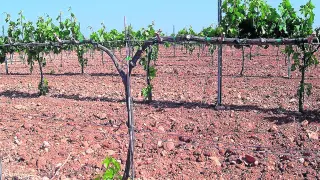 La sequía comienza a dejar huella en los viñedos de la Denominación de Origen Cariñena.