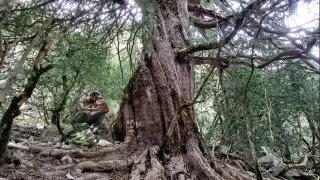 Los tejos encontrados en el cañón de Añisclo son árboles de grandes dimensiones