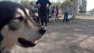 Fotos de perros de adopción acompañados por personas mayores de Huesca.