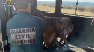 Un agente rescata a uno de los perros hallados en una antigua granja de conejos de Calanda.