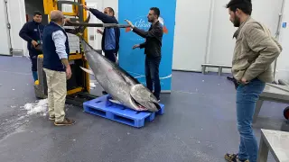 Manipulando el atún para poder trabajar con él