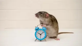 raton con reloj