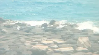 El jabalí, acorralado en una zona de la playa alicantina de El Campello, donde ha herido a dos personas antes de ser abatido.