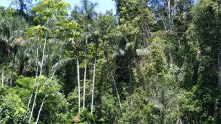 El exuberante bosque húmedo de la cuenca amazónica