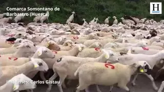 Ruta transhumante de 3.500 ovejas