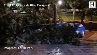 Susto por la caída de un árbol en San José