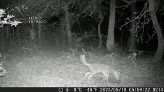 Imagen nocturna del animal captada por Proyecto Lobo