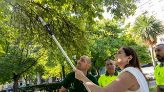 La propia consejera municipal de Medio Ambiente y Movilidad del Ayuntamiento de Zaragoza, Tatiana Gaudes, ha cogido la pértiga y deposita el envase con los insectos beneficiosos en varias ramas