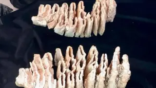 Los molares del mamut
