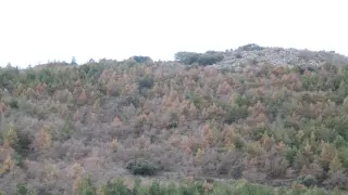 Aspecto de la ladera de un monte de Villahermosa del Campo, con decenas de árboles secos.