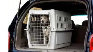 Un perro en un transportín en el maletero de un coche, en una imagen de archivo.