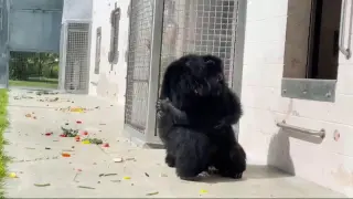 Asombro y dicha en el video de una chimpancé de 28 años al ver el cielo por primera vez