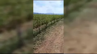 La fuerte granizada destroza viñedos en Paniza