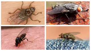 Collage de diferentes tipos de mosca.