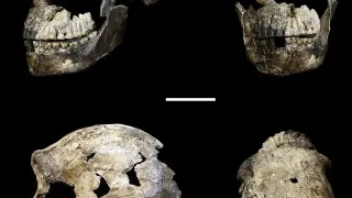 Cráneo de Homo naledi