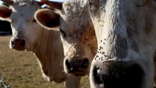 Las vacas atraen las moscas de los establos y otros tipos.