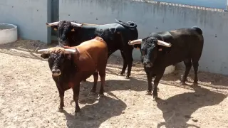 Tres de los toros que correrán este lunes por el Centro Histórico de Teruel ensogados.