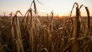 Donetsk (Ukraine), 16/07/2023.- Sunset at a wheat field in the Donetsk region, Ukraine, 16 July 2023. A deal brokered by Turkey and the United Nations to ensure the safe export of grain from Ukrainian ports will expire on 17 July 2023. Russian troops entered Ukraine on 24 February 2022 starting a conflict that has provoked destruction and a humanitarian crisis. (Rusia, Turquía, Ucrania) EFE/EPA/OLEG PETRASYUK