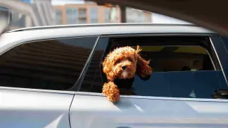 Viajar con perros en el coche gsc1