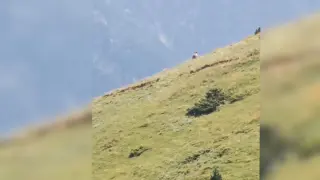 Graban a un oso cerca del refugio de Lizara (Huesca)