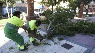 Empleados del Ayuntamiento y de la empresa de limpieza Grhusa retirando ramas y árboles caídos.
