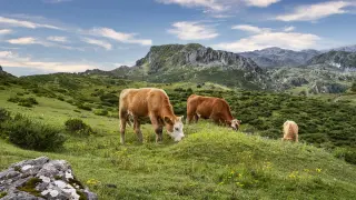 Imagen de archivo de vacas pastando